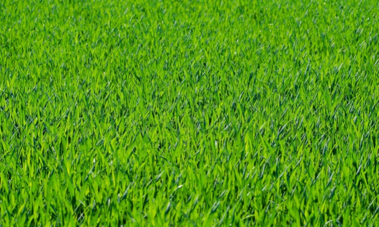 sztuczna trawa na taras